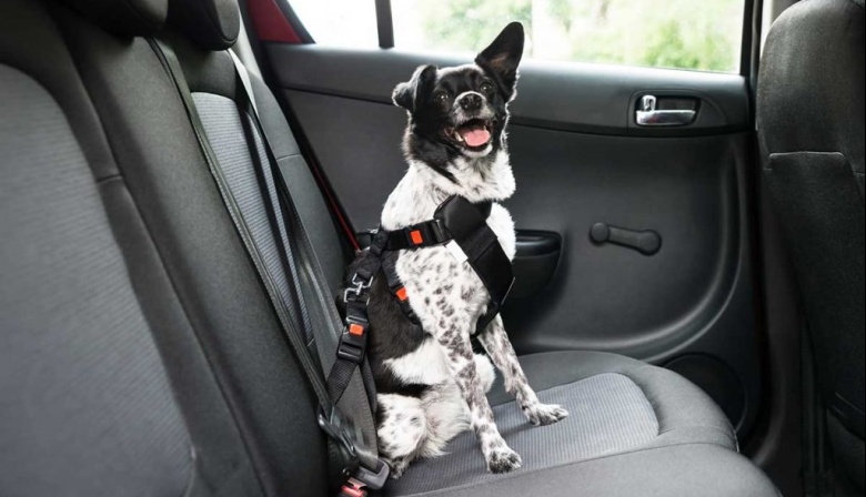 Viajar con mascotas: los SÍ y los NO para un viaje seguro y sin problemas