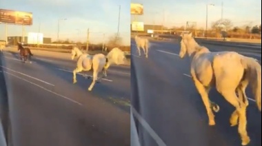Escaparon 46 caballos y salieron al trote por la autopista Panamericana